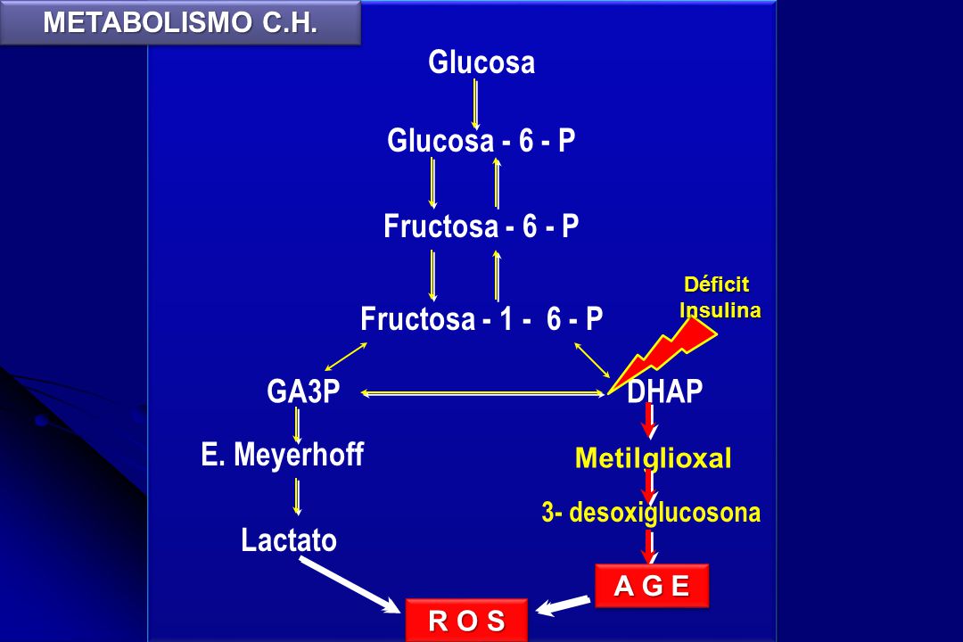 diabetes de metabolismo de metilglioxal y glucosa diabetes de metabolismo de metilglioxal y glucosa